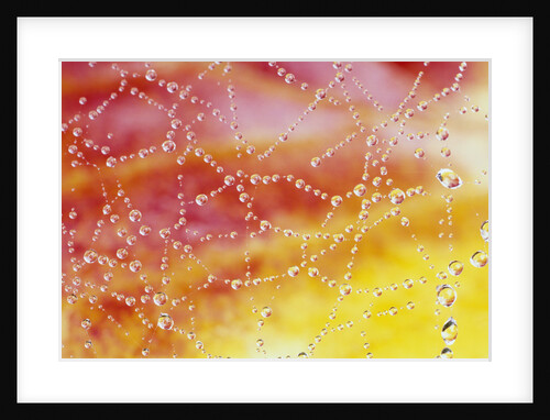 Dew Collecting on Spider Web by Anonymous