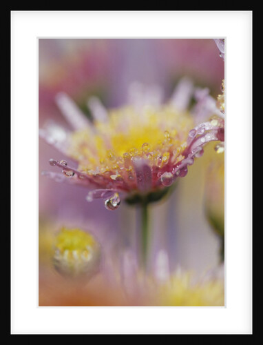 Dew Collecting on Flower Petals by Anonymous