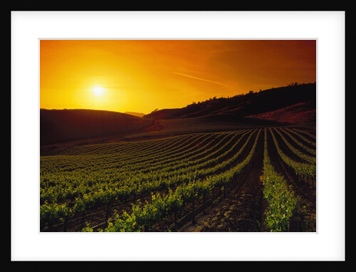 Vineyards at Sunset by Anonymous