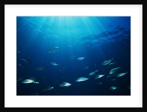 School of Fish by Anonymous