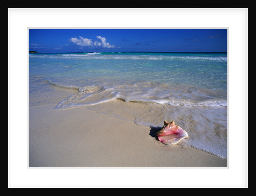 Conch Shell On Quiet Beach by Anonymous