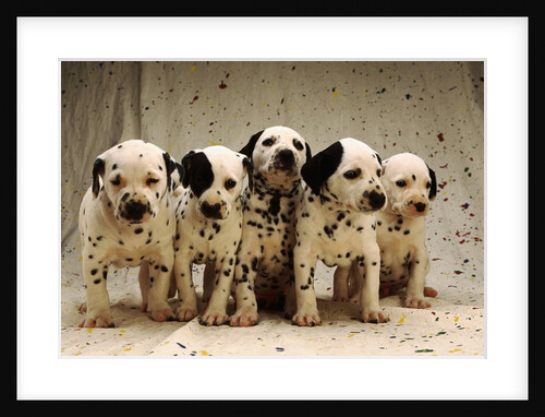 Dalmatian Puppies by Anonymous