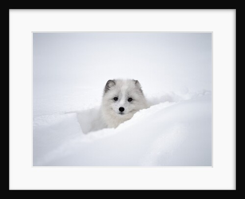 Arctic Fox Peeking Out of Snow by Anonymous