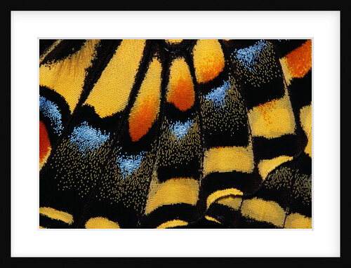 Close-Up of Anise Swallowtail's Wing by Anonymous