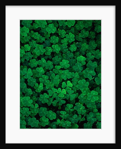 Clovers by Anonymous