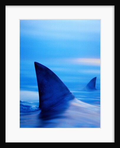 Shark Fins Cutting Surface of Water by Anonymous