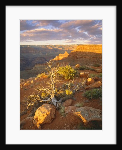 Rocks and Shrubs at the Grand Canyon by Anonymous