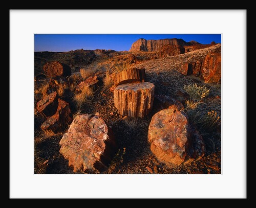 Petrified Forest by Anonymous