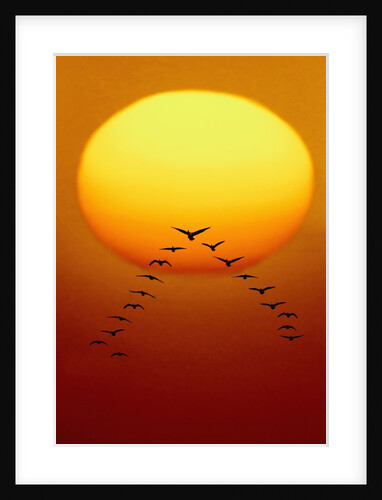 Geese Migrating by Anonymous