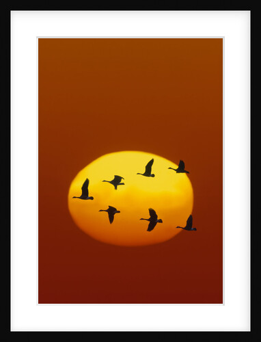 Canada Geese Flying in Formation by Anonymous