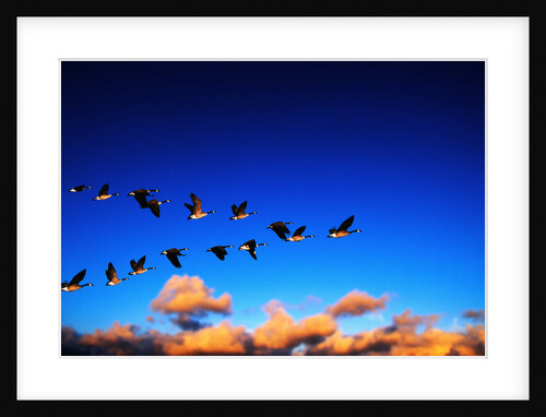Canada Geese Flying at Sunrise by Anonymous