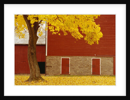 Autumn Tree by Red Barn by Anonymous