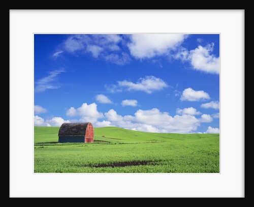 Old Barn Amidst Pea Field by Anonymous