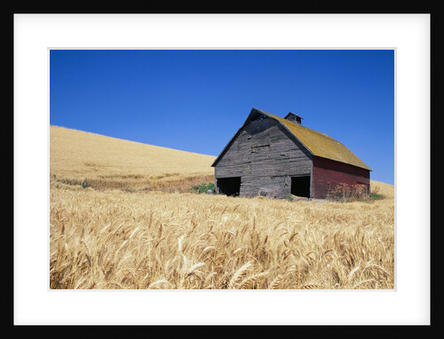 Wheat Crop Growing in Field By Barn by Anonymous
