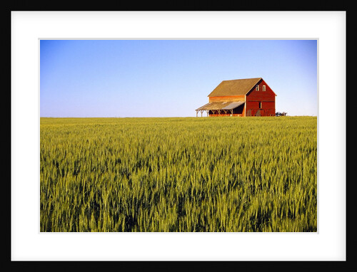 Wheat Crop Growing in Field Before Barn by Anonymous