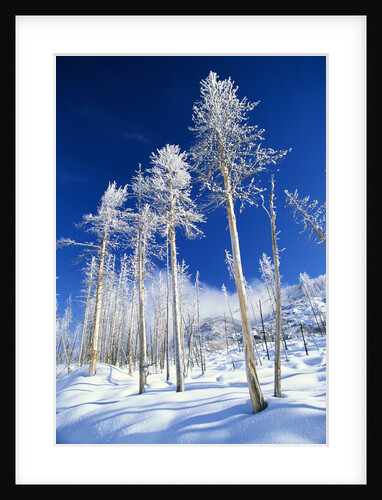 Trees in Snow by Anonymous