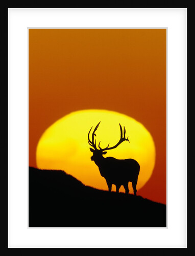 Bull Elk Outlined by Sun by Anonymous