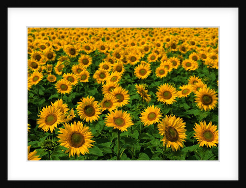 Field of Sunflowers by Anonymous