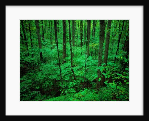 Forest in Great Smoky Mountains by Anonymous