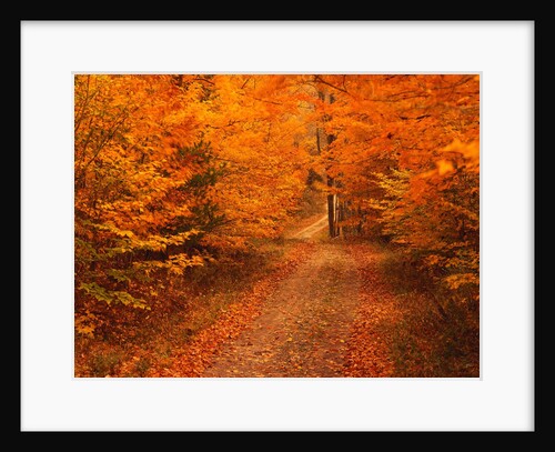 Unpaved Road in Autumn by Anonymous
