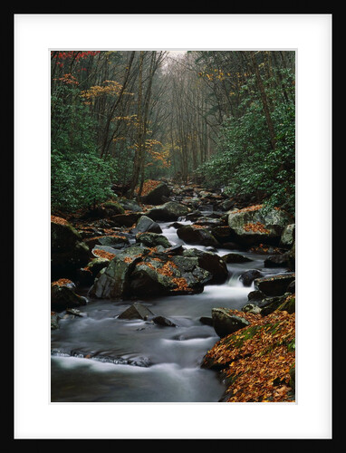 Stream Running Through Forest by Anonymous