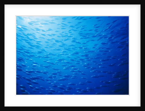 School of Skipjack Tunas by Anonymous
