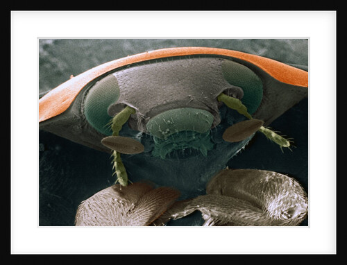Microscopic View of Ladybug by Anonymous