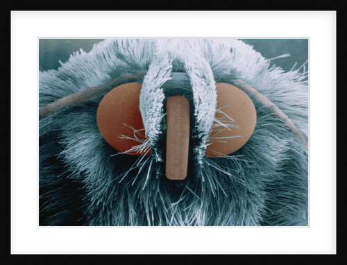 Microscopic View of Moth by Anonymous