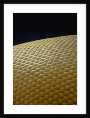 Microscopic View of Eye of Fly by Anonymous