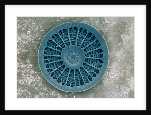 Microscopic View of Diatom by Anonymous