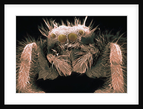 Microscopic View of Spider by Anonymous
