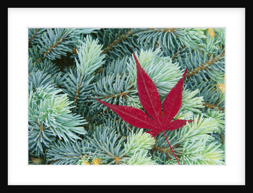 Japanese Maple Leaf on Evergreen by Anonymous