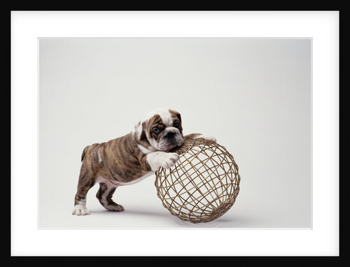 Bulldog Puppy Playing with Metal Sphere by Anonymous
