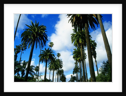 Palm Trees Lining Street by Anonymous