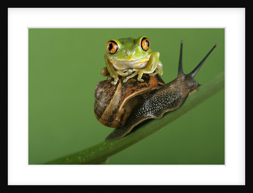 Tree Frog Resting on Snail's Shell by Anonymous
