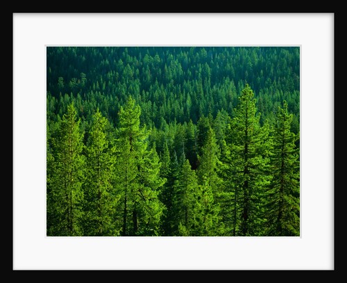 Pine Forest in Yosemite National Park by Anonymous