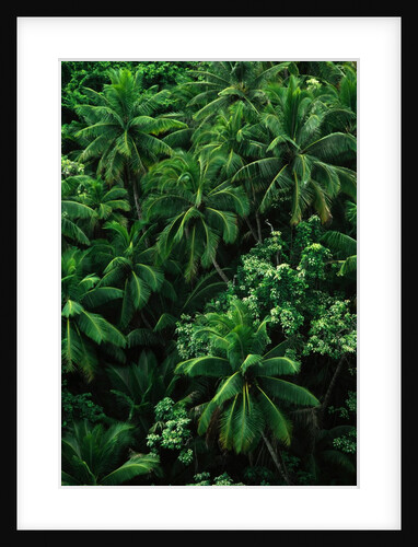 Lush Plants in Hawaiian Rainforest by Anonymous
