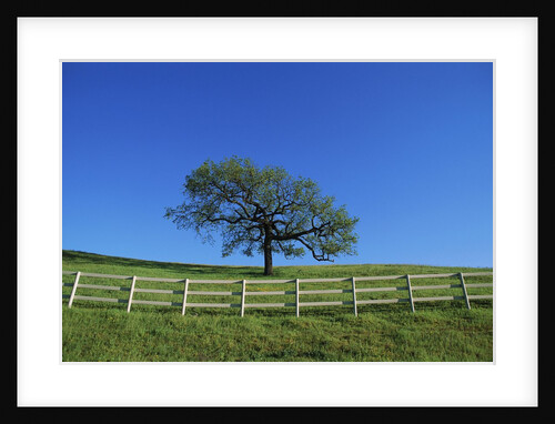 Tree and Fence in Pasture by Anonymous
