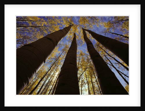 Towering Aspens by Anonymous