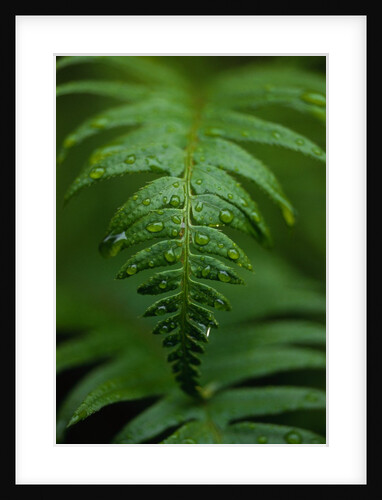 Fern Leaf by Anonymous