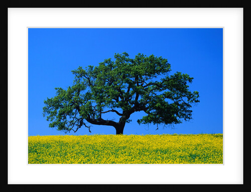 Oak in Blooming Meadow by Anonymous