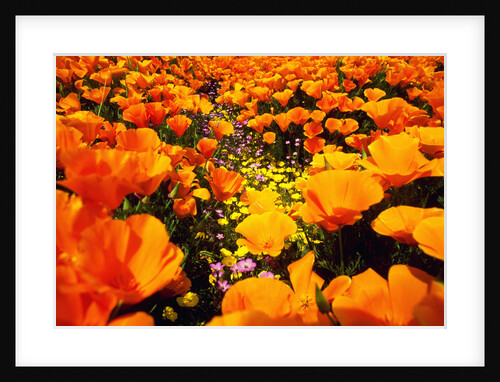 Wildflowers by Anonymous