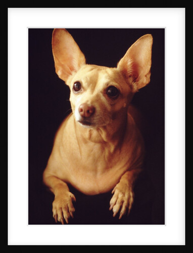 Alert Chihuahua by Anonymous