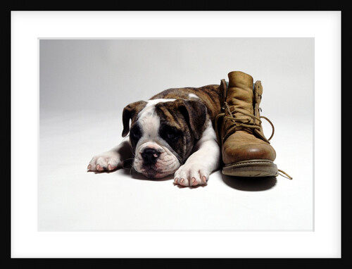 Portrait of English bulldog puppy with boot by Anonymous