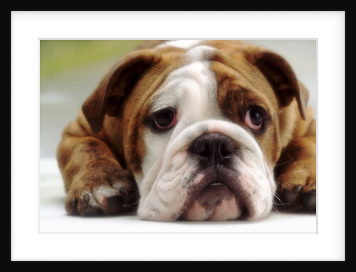 English Bulldog by Anonymous