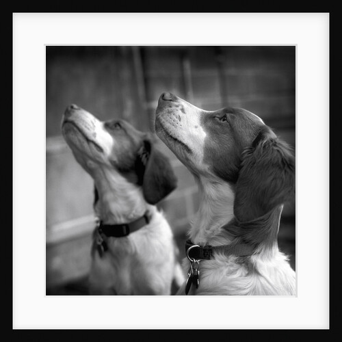 Brittany Spaniels Waiting Patiently by Anonymous