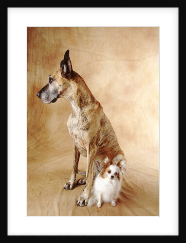 Papillon and Great Dane by Corbis