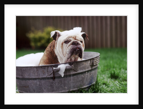 Bulldog Bathing In Washtub by Anonymous