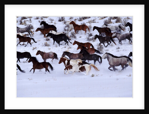 Horses Running through Snow by Anonymous