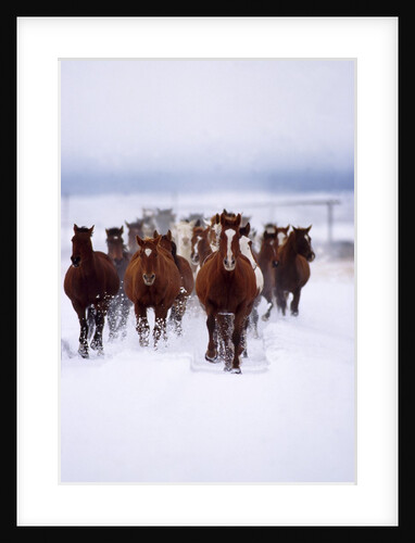 Herd of Horses Running by Anonymous
